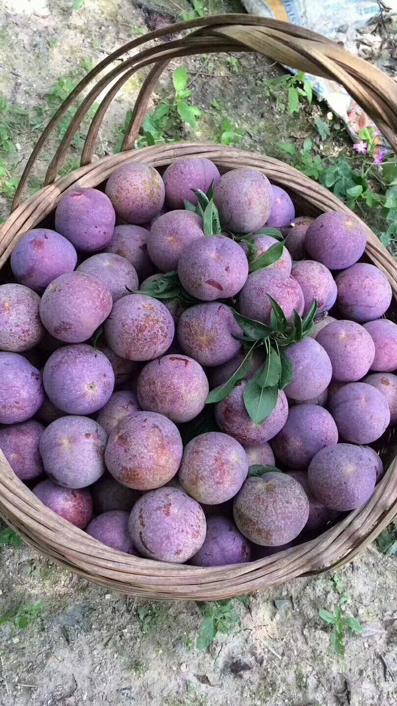 广东信信钱排银妃三华李苗，