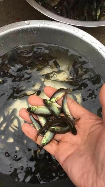 鱼苗/丁桂鱼苗/丁贵鱼苗/苗场直供绿丁桂红丁桂