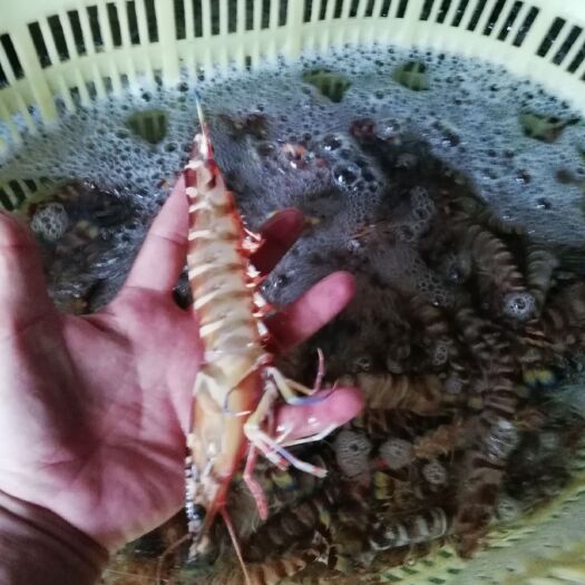 九节虾