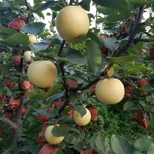 深圳黄金梨 300-350g 90mm以上 