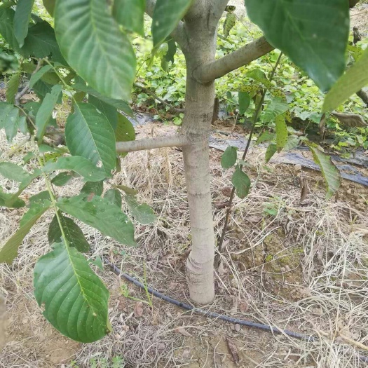 武陟县薄皮核桃苗