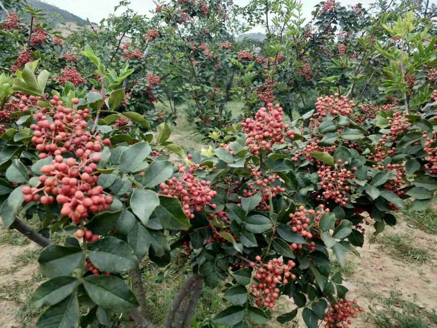 無刺花椒苗，產(chǎn)量高，易采摘，好管理