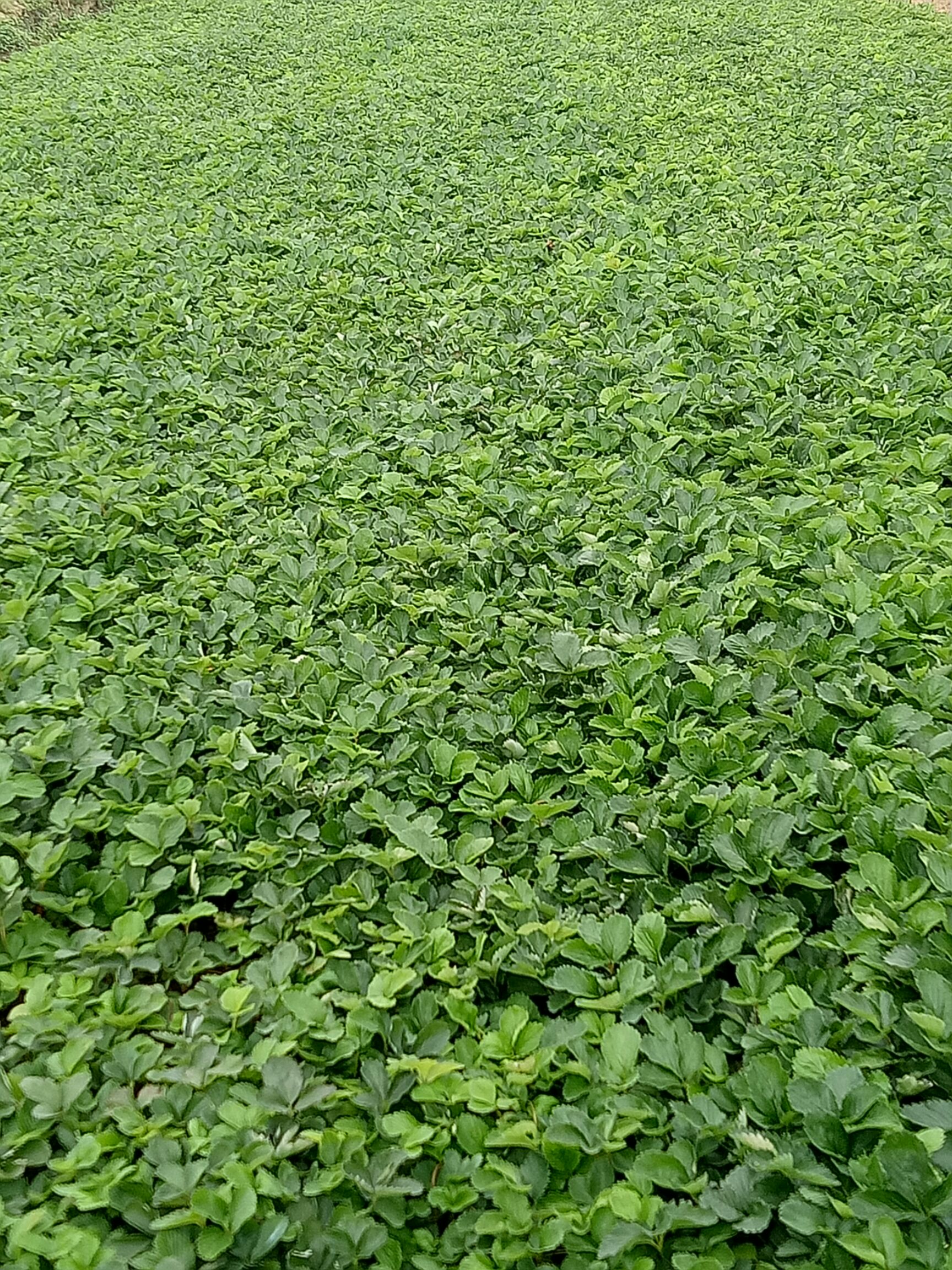 99号草莓苗 地栽苗 10~20公分 