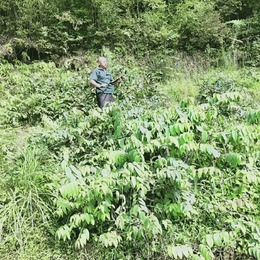 平邑县树形金银花 30~40公分