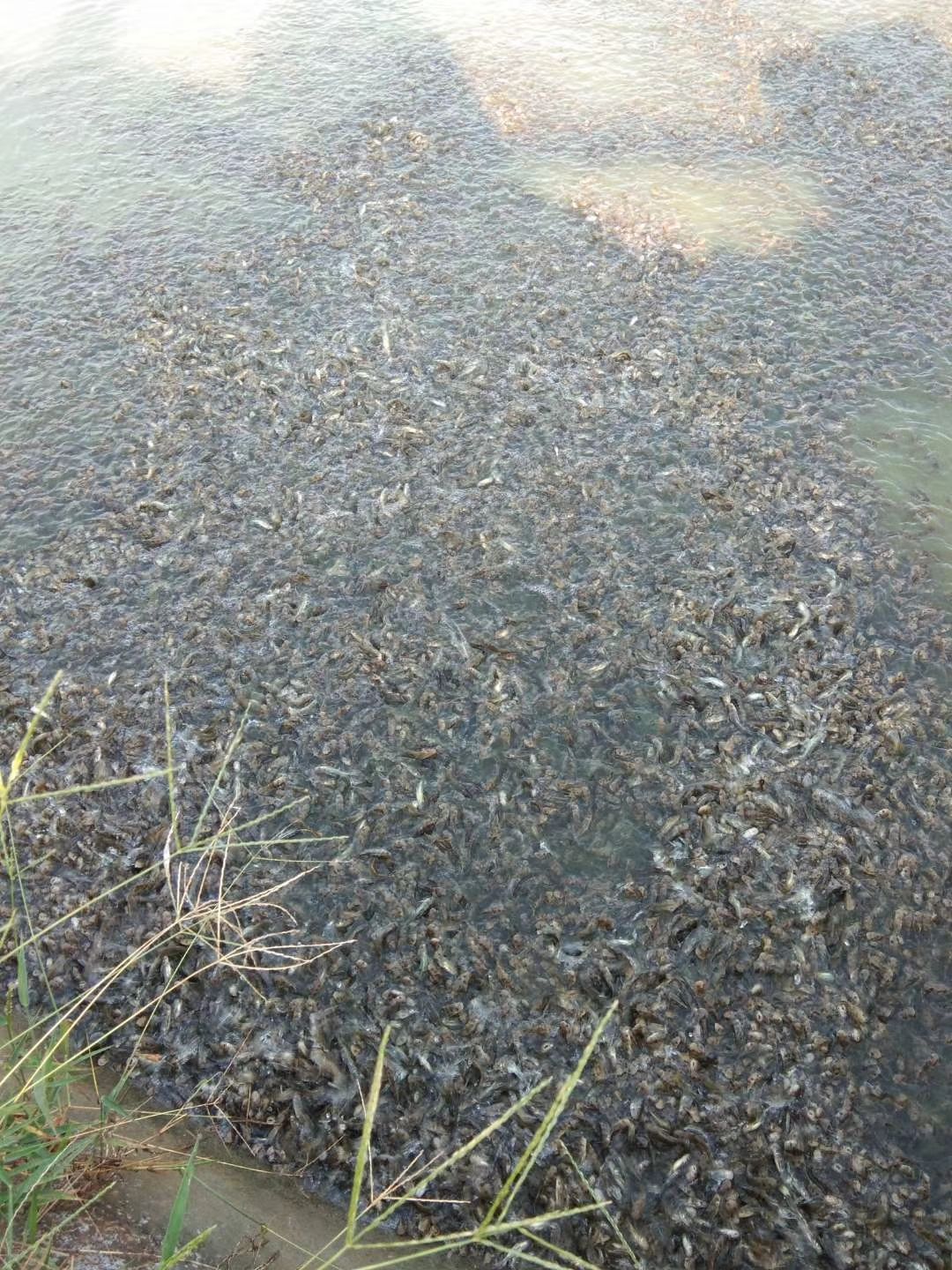 黄颡鱼苗  杂交，送货上门，免费提供养殖技术，成鱼销。