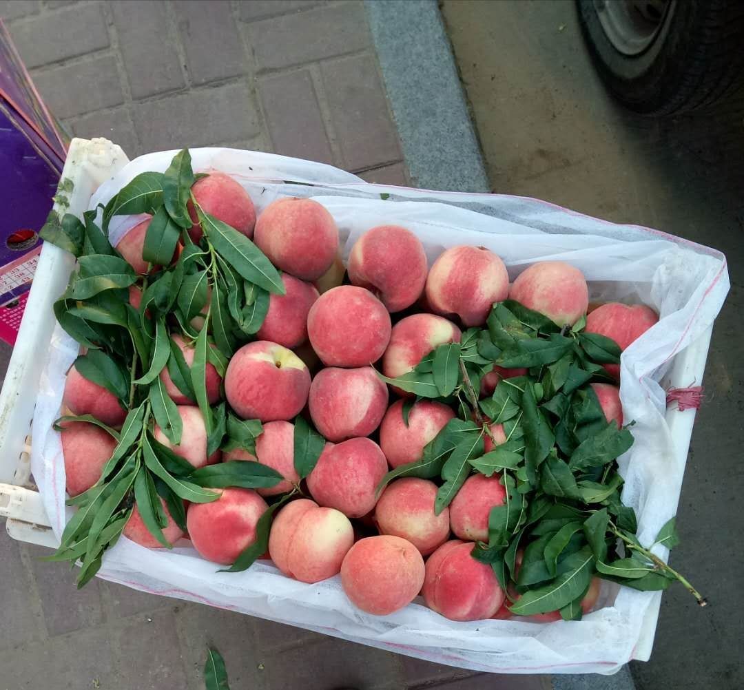 永莲蜜桃 80mm以上 5两以上