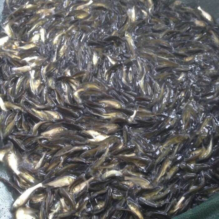 大头鱼鱼苗  花鲢鱼苗，大头鱼