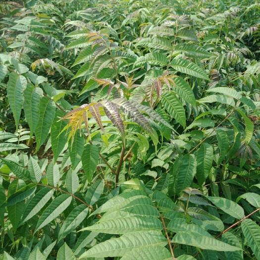 泰安红油香椿苗