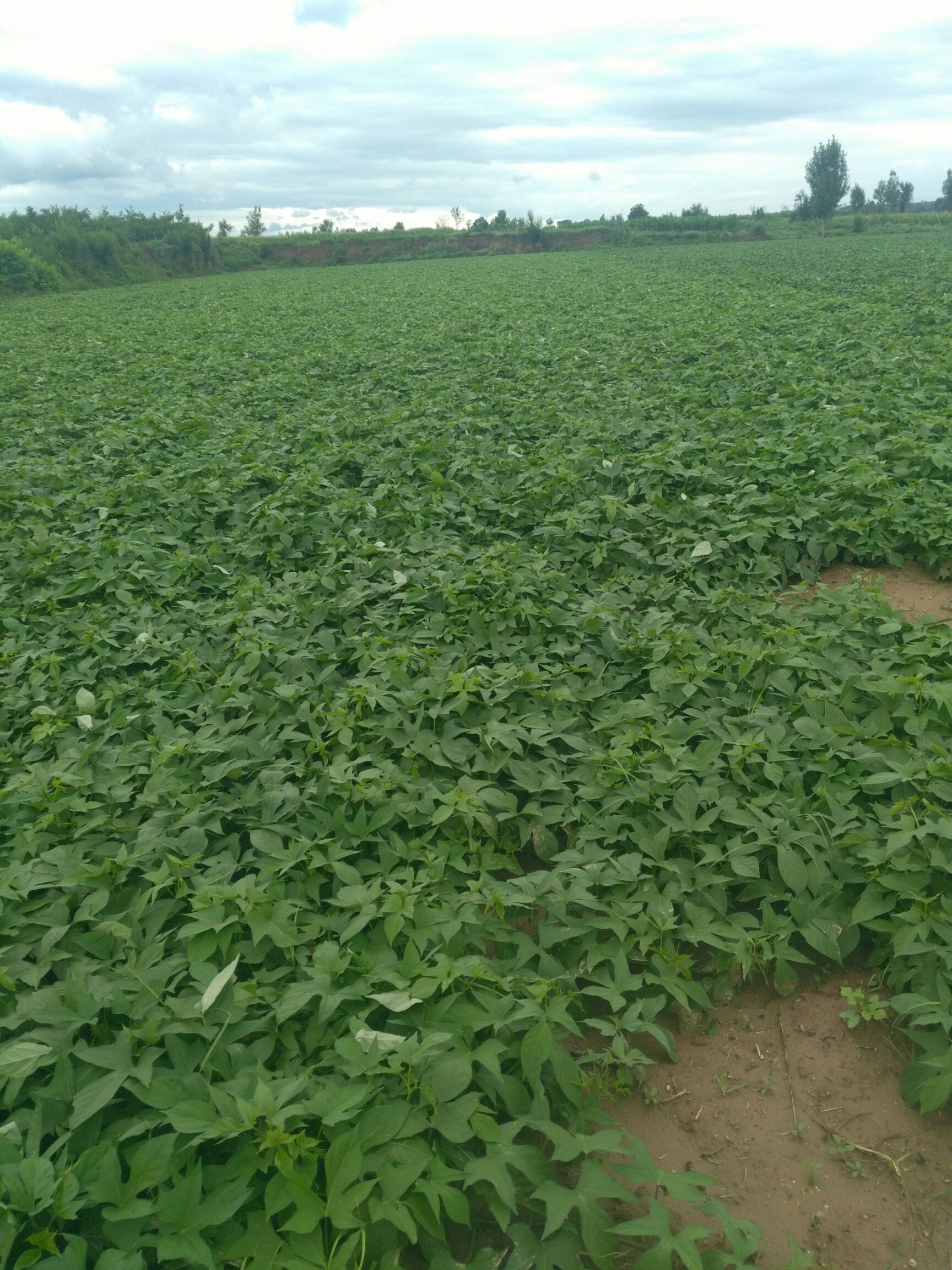 供应大厅  蔬菜 紫薯 商品详情 紫薯种植在中条山下,沙壤土质,日光照