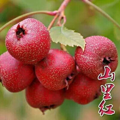 绛县大金星山楂树苗 