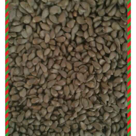 怀来县海棠种子