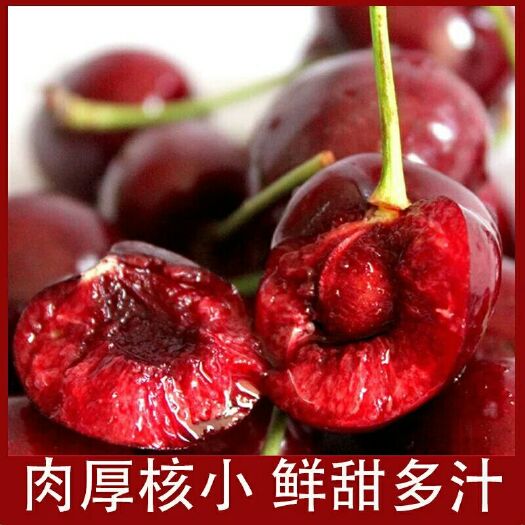 绛县红灯樱桃苗 
