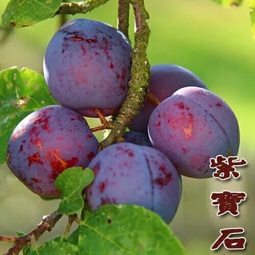 绛县红宝石李子苗 