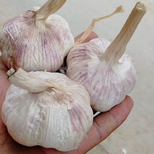 通许县 大蒜，河南大蒜，紫皮蒜，