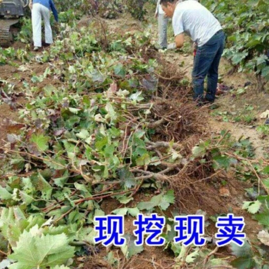 绛县巨峰葡萄苗 