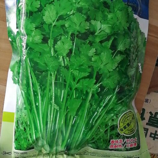 商丘香菜种子
