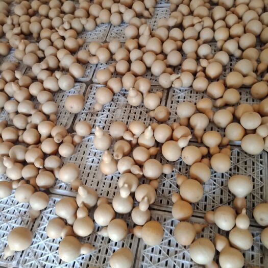 弥勒市葫芦种子