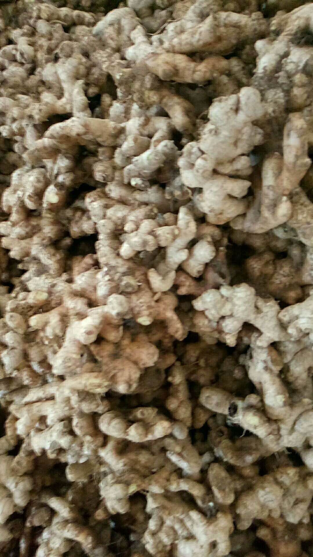 小黄姜 带土 2两以上