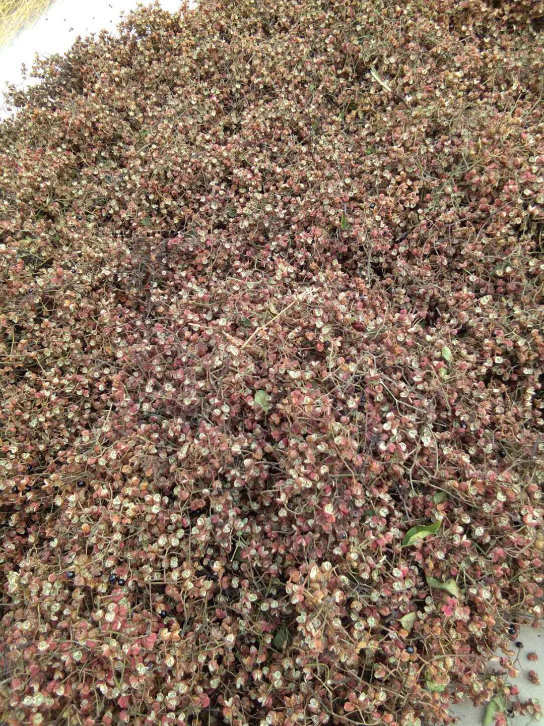 大红袍花椒 干花椒 一级