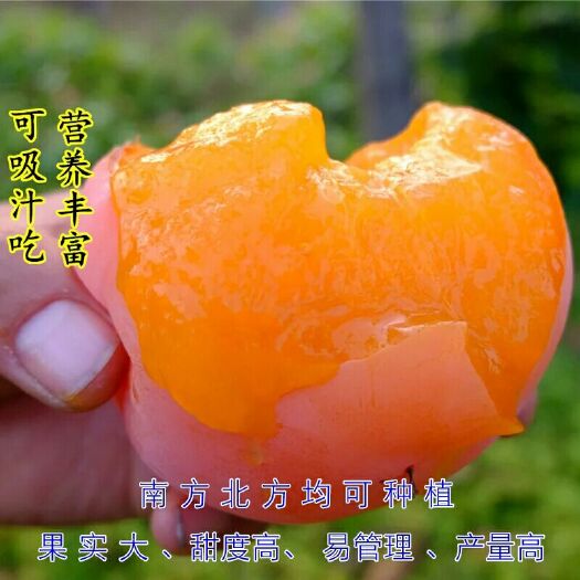 绛县阳丰甜柿苗 