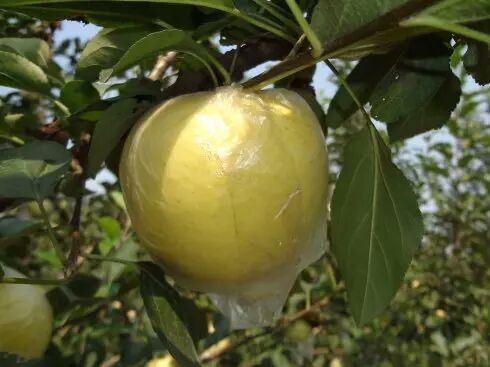 馆陶县 信浓黄苹果，果中珍品，口感脆甜，颜色金黄，品质上乘。