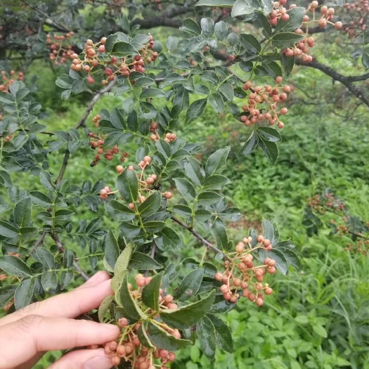 泰安大红袍花椒苗
