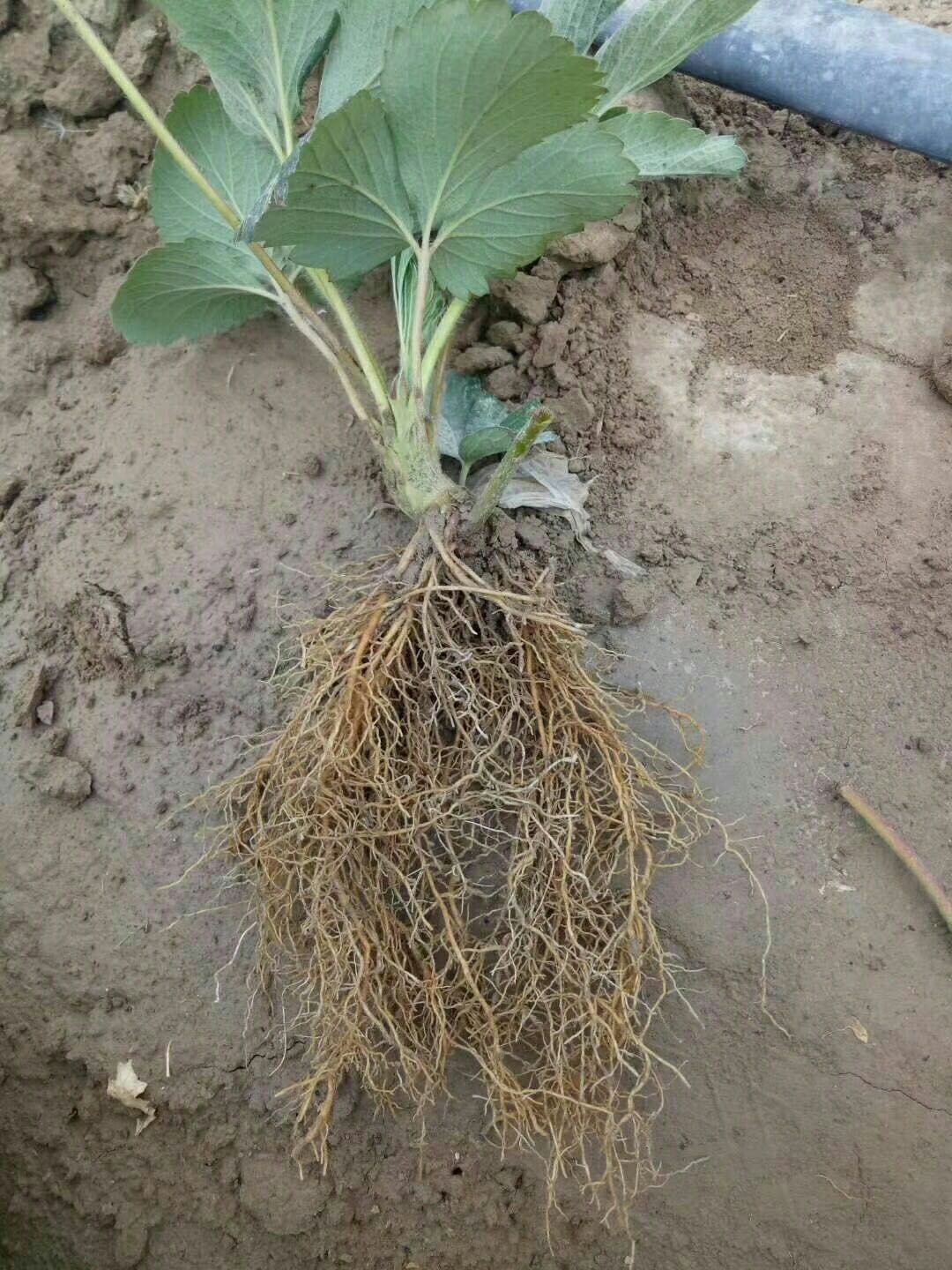 红颜丰香草莓苗 地栽苗 10~20公分