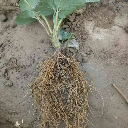 泰安红颜丰香草莓苗 地栽苗 10~20公分