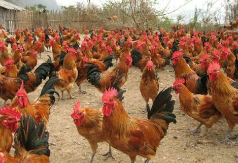 瑶鸡苗  红瑶，黑瑶，包疫苗