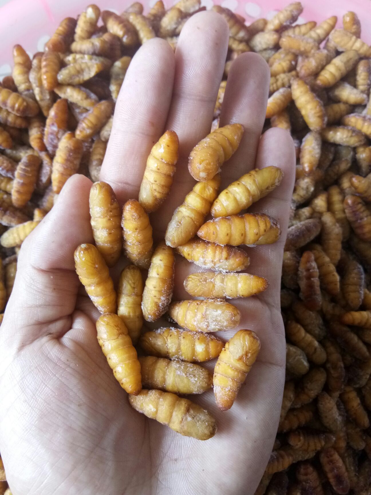 蚕蛹～桑蚕~金丝蛹厂家直销