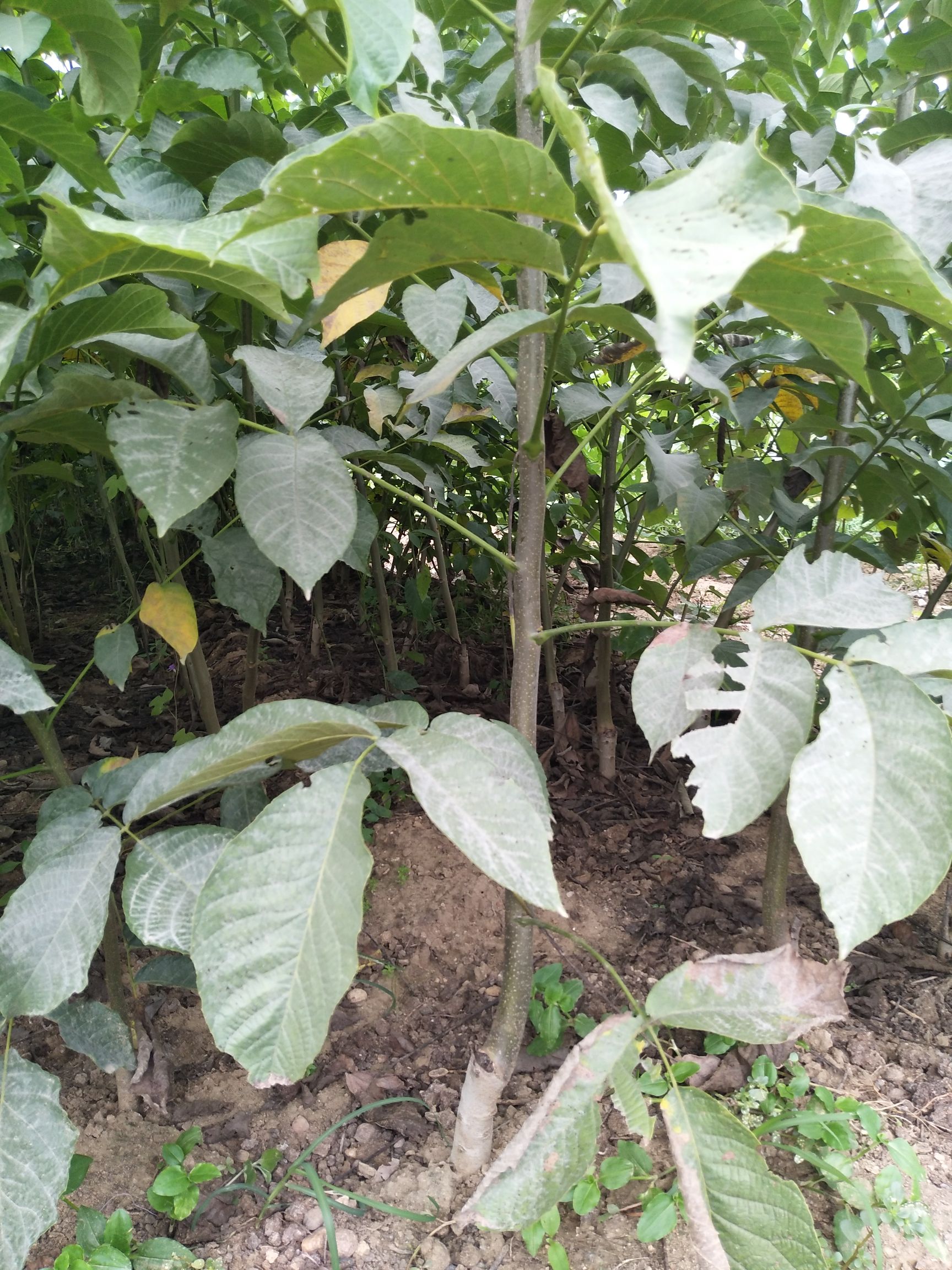 嫁接核桃苗
