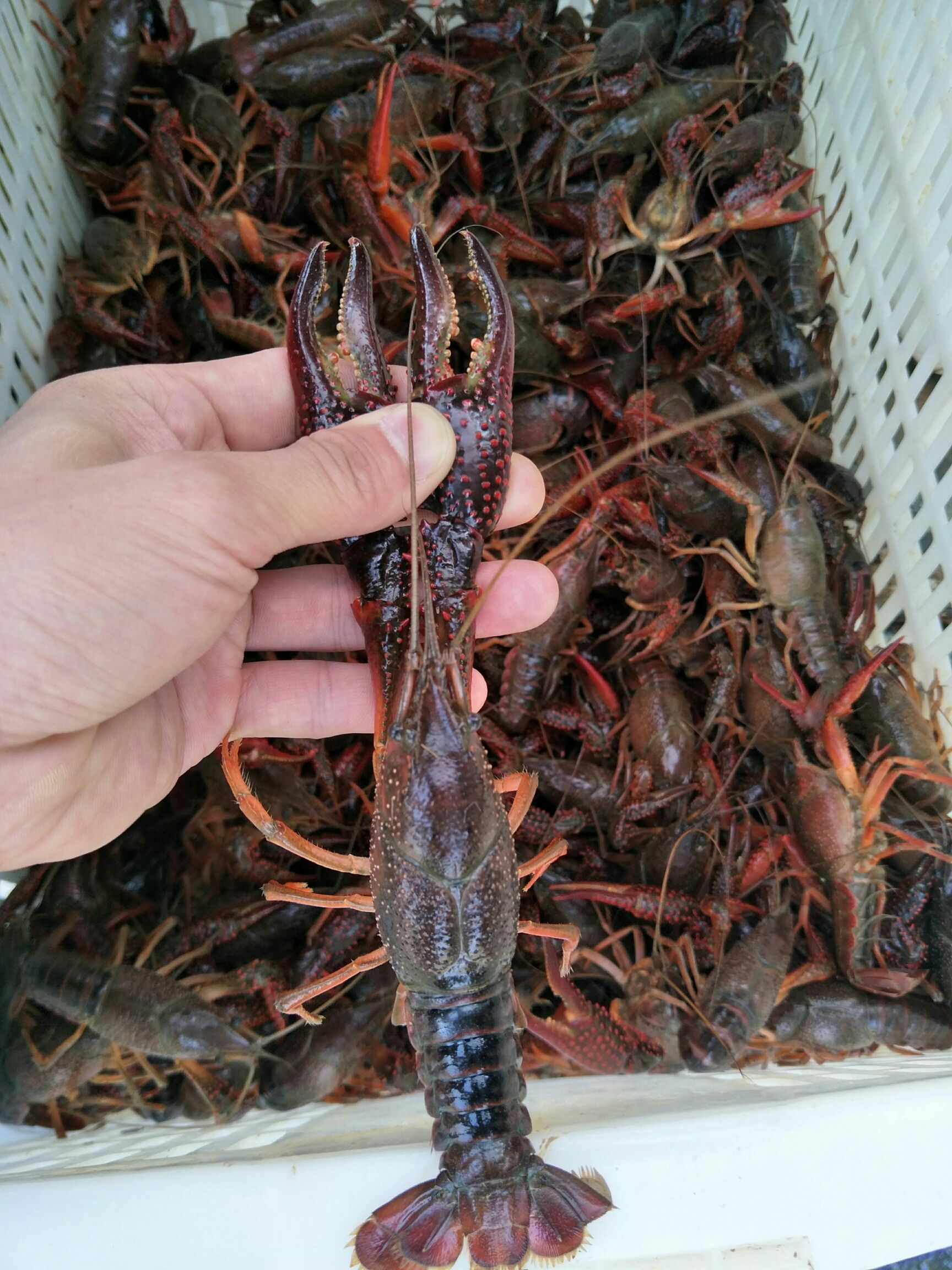 小龙虾青壳虾青虾鲜活小龙虾