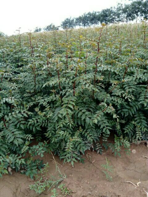 绛县大红袍花椒苗 30公分高