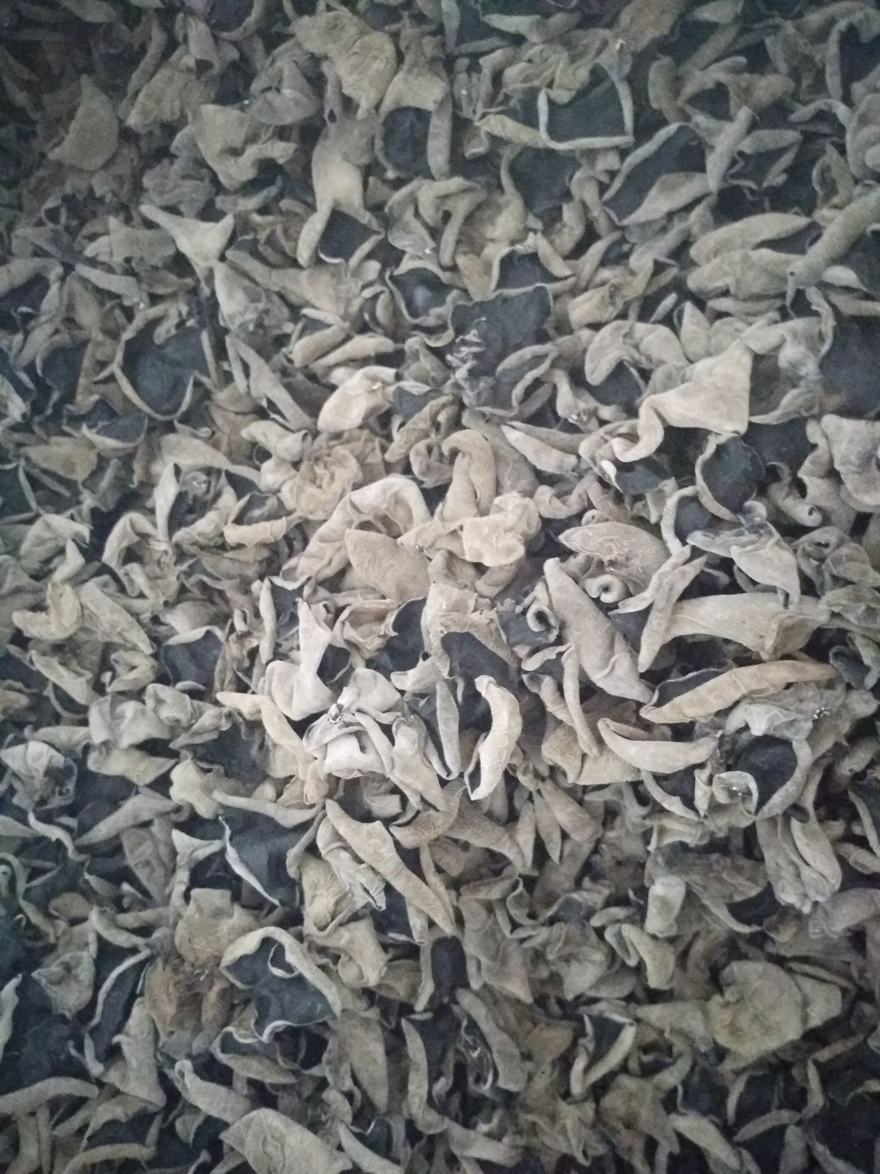 东北黑木耳 一级