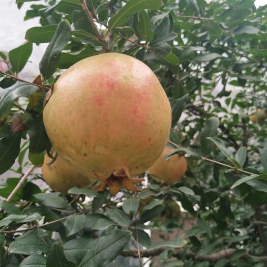 荥阳市河阴软籽石榴树苗
