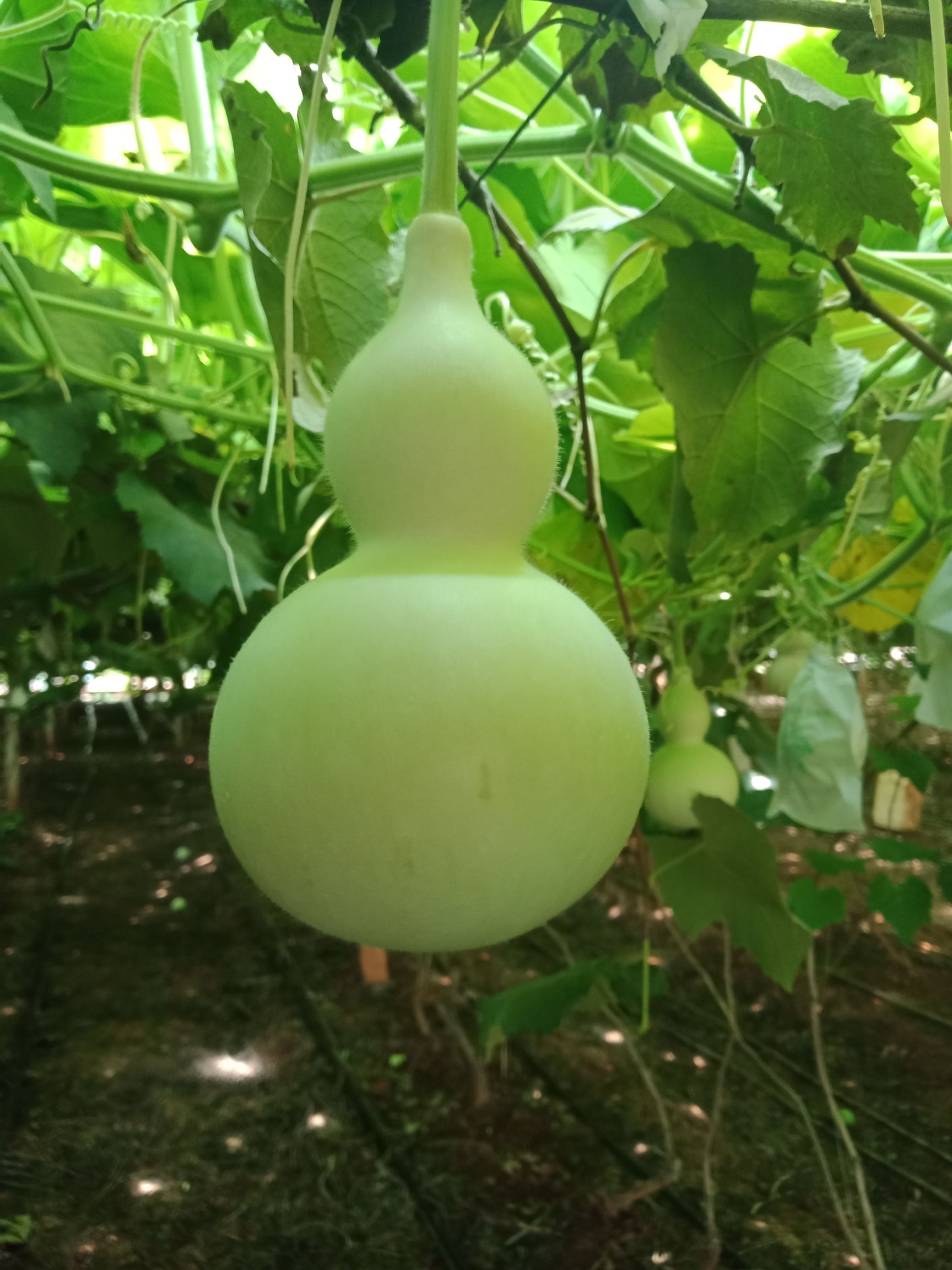 葫芦种子