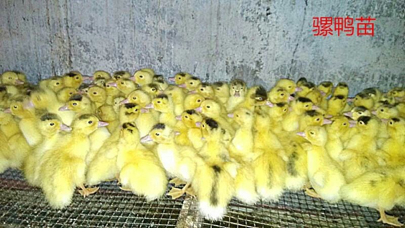 广汉市骡鸭出壳苗  肉骡鸭苗  鸭苗养殖技术