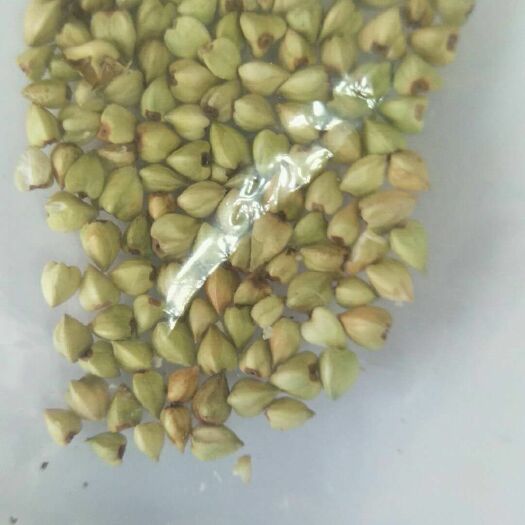 满洲里市普通荞麦 