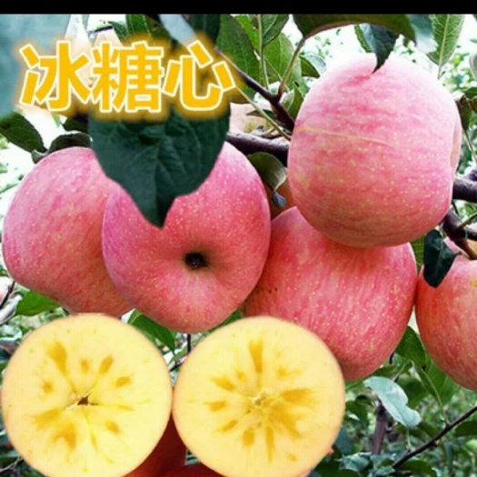 绛县红富士苹果苗 0.5~1米 