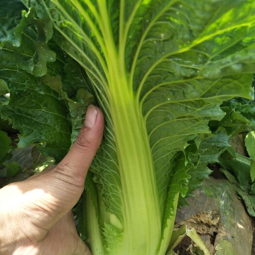 泸西县青麻叶大白菜 3~6斤 毛菜