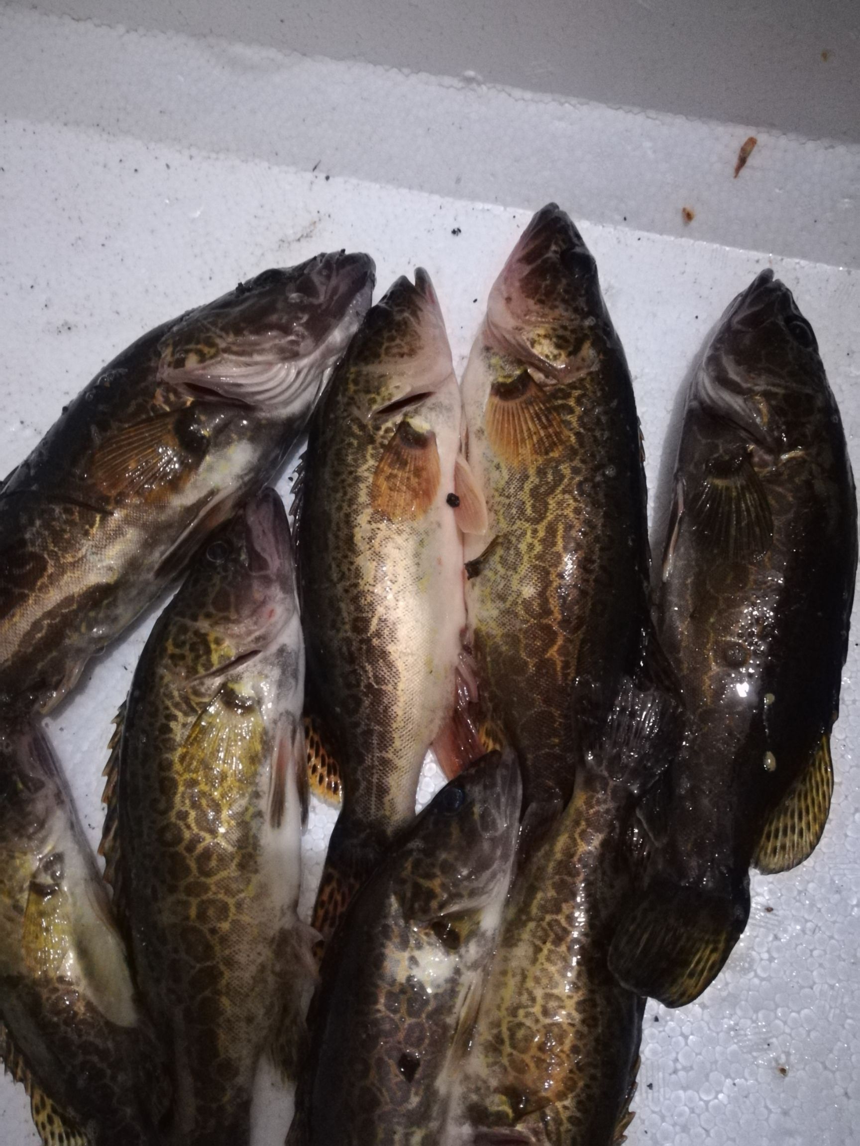 斑鳜  老虎桂鱼