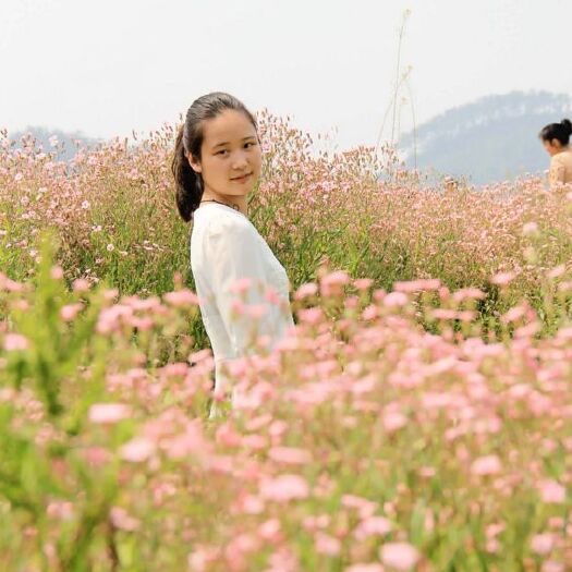 沭阳县满天星种子