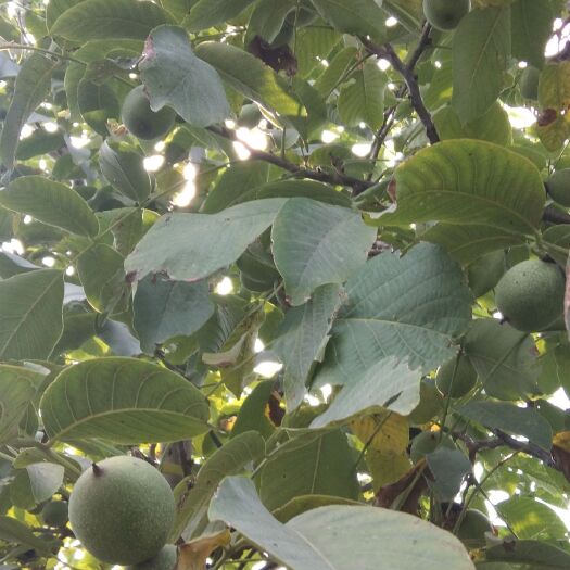 鲜核桃 40mm以上 青皮 袋装