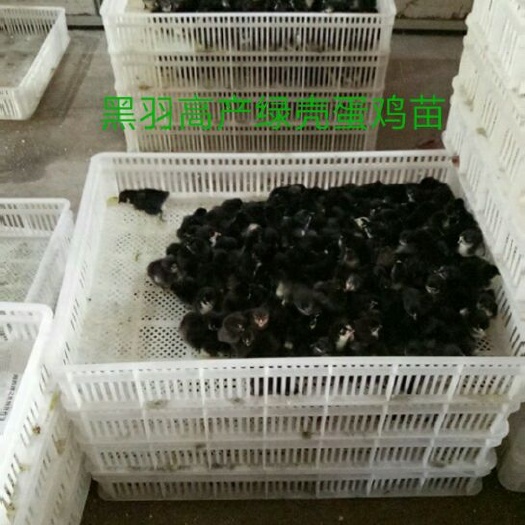 济南黑羽红冠鸡苗