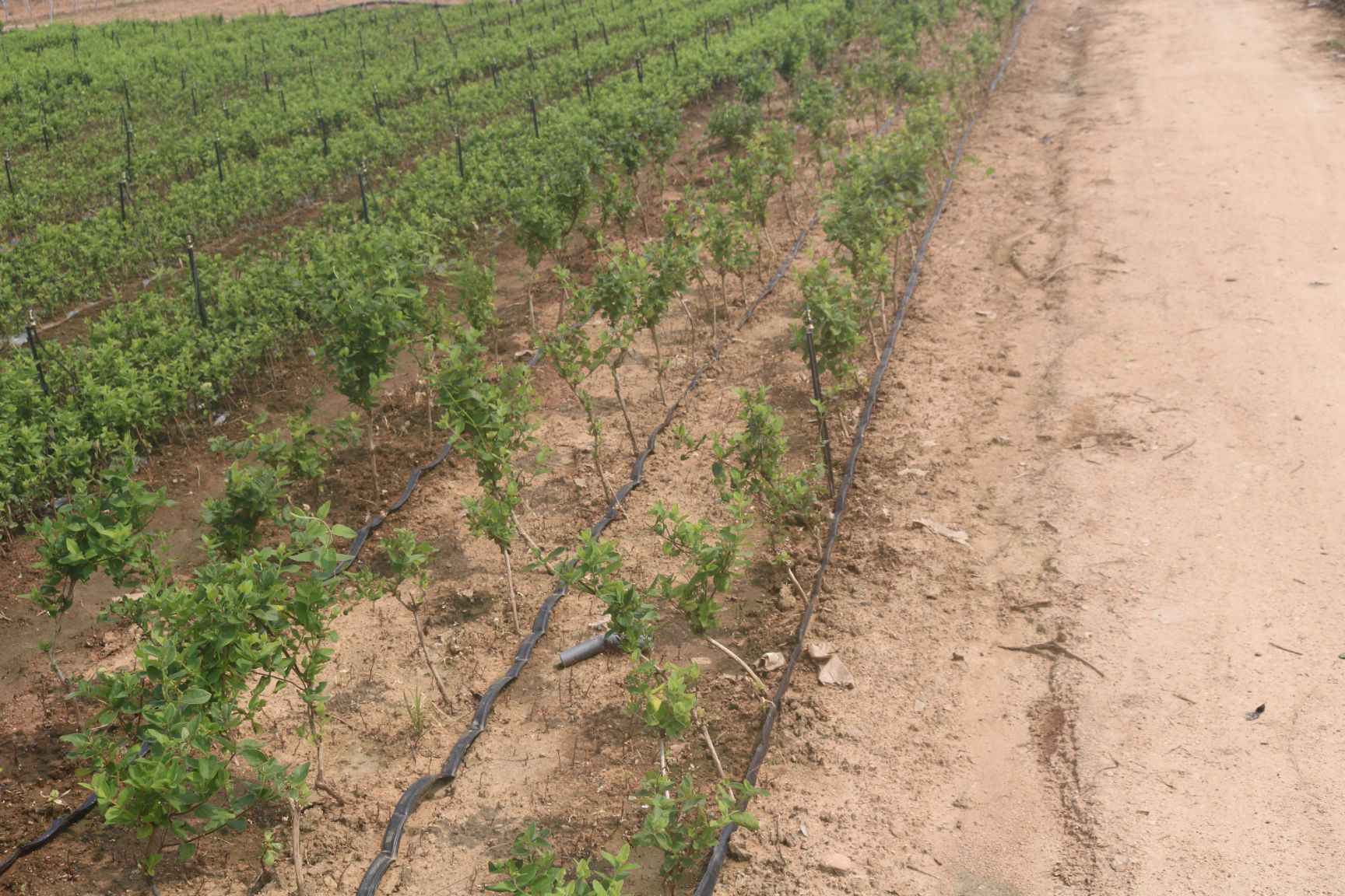 北花一号 30~40公分 