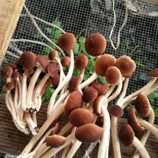 广昌县广昌5号茶树菇 6~8cm