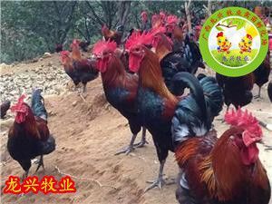南宁血毛土鸡苗