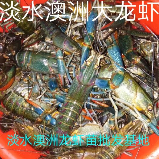 清远澳洲龙虾苗批发，澳洲淡水龙虾苗，基地直供技术指导养殖和购销