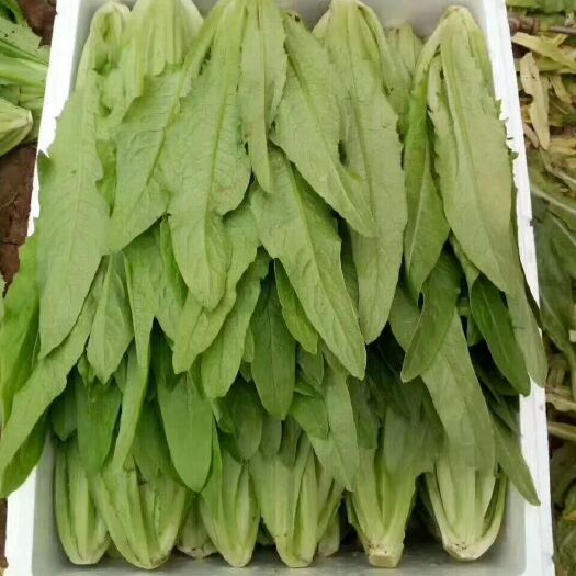 邯郸大油麦 15~20cm以上