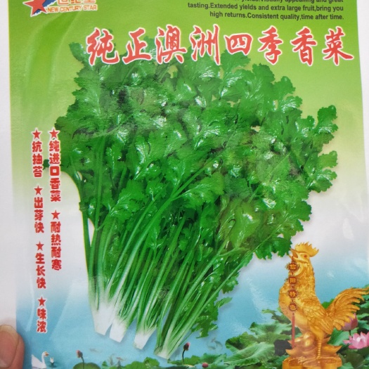 夏邑县香菜种子